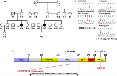 A Han Chinese Family With Early-Onset Parkinson's Disease Carrying Novel Frameshift Mutation and Compound Heterozygous Mutation of PRKN Appearing Incompatible With MDS Clinical Diagnostic Criteria